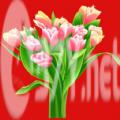 花儿朵朵游戏红包版下载 v1.2.21