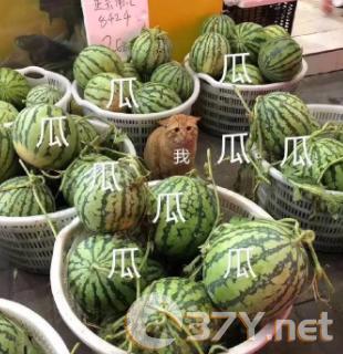 一瓜未平一瓜又起什么意思