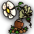 植物大战僵尸sIs版 v.1.3.2正版