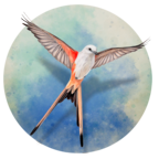 展翅翱翔官方版 v1.5.546安卓版