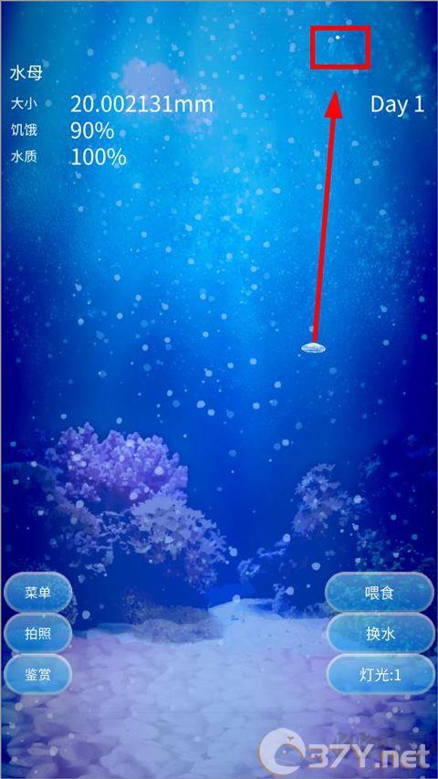 养育水母的治愈游戏