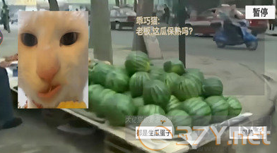 猫meme搞怪冒险